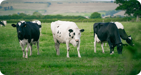 cattle in a field.