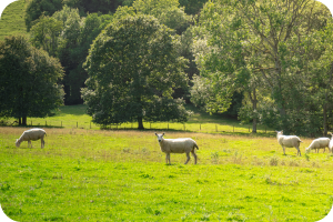 Sheep in a field.