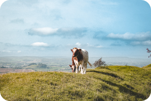 Sheep in a field.